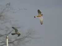 Valken en Caracara`s [Falconiformes]
